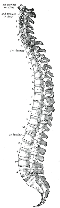Colonna vertebrale vista lateralmente