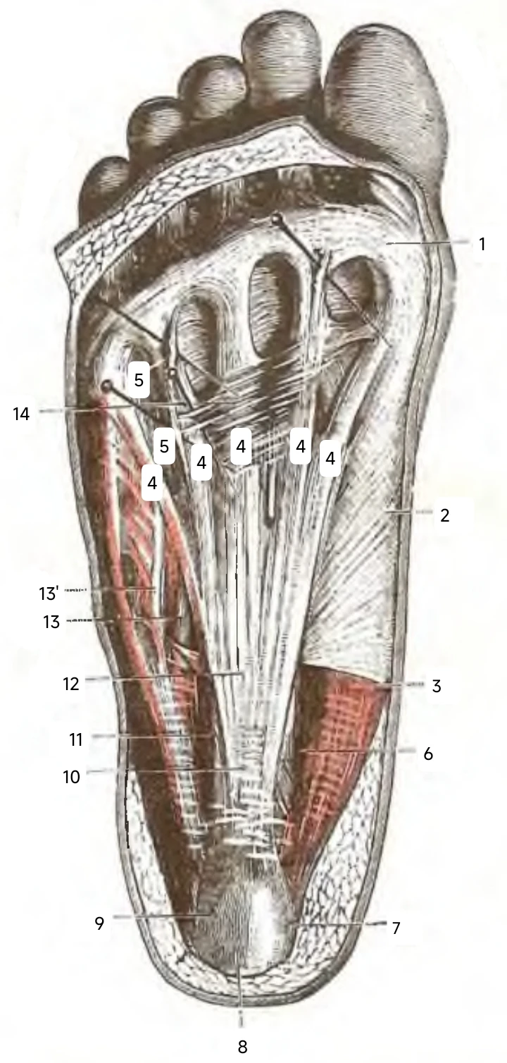 Fascia plantare e strutture della pianta del piede